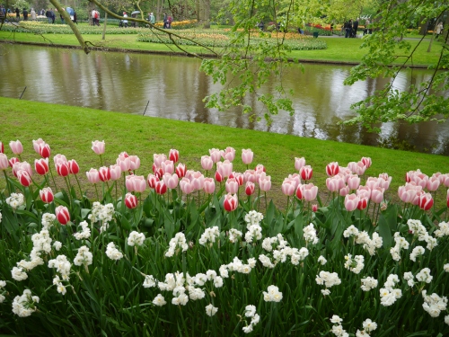 Lakeside Tulips